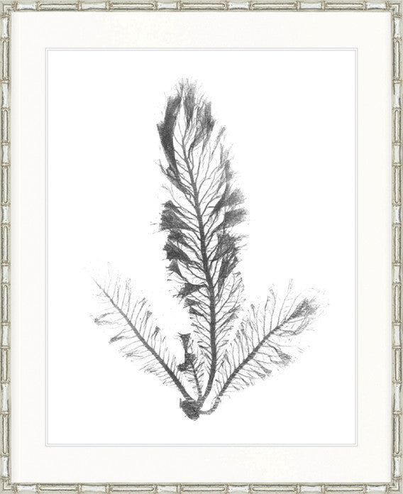 Delicate Charcoal Seaweed IV