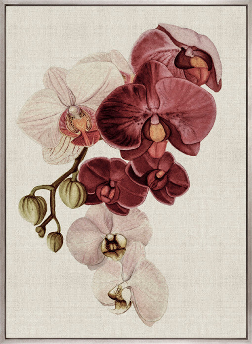 Delicate Orchid Bouquet II Canvas