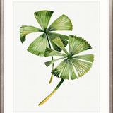 Sundrift Tropics III X-Large (1000mm W x 1400mm H) / Clear Acrylic