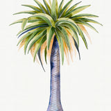 Sundrift Tropics IV
