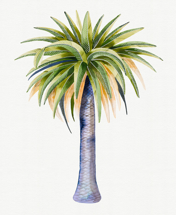 Sundrift Tropics IV