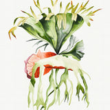 Sundrift Tropics VI