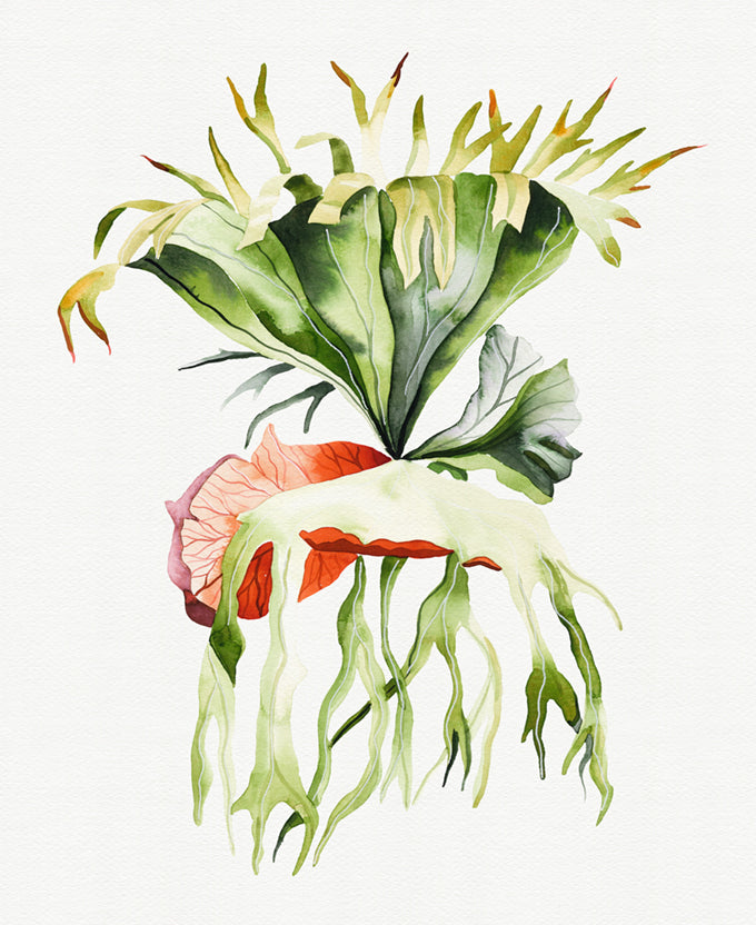 Sundrift Tropics VI