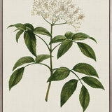 Tiverton Floral V (Canvas)