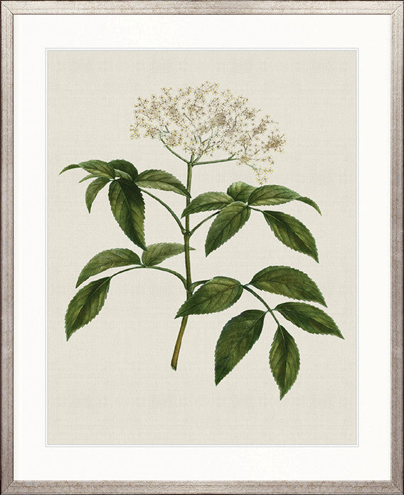 Tiverton Floral V