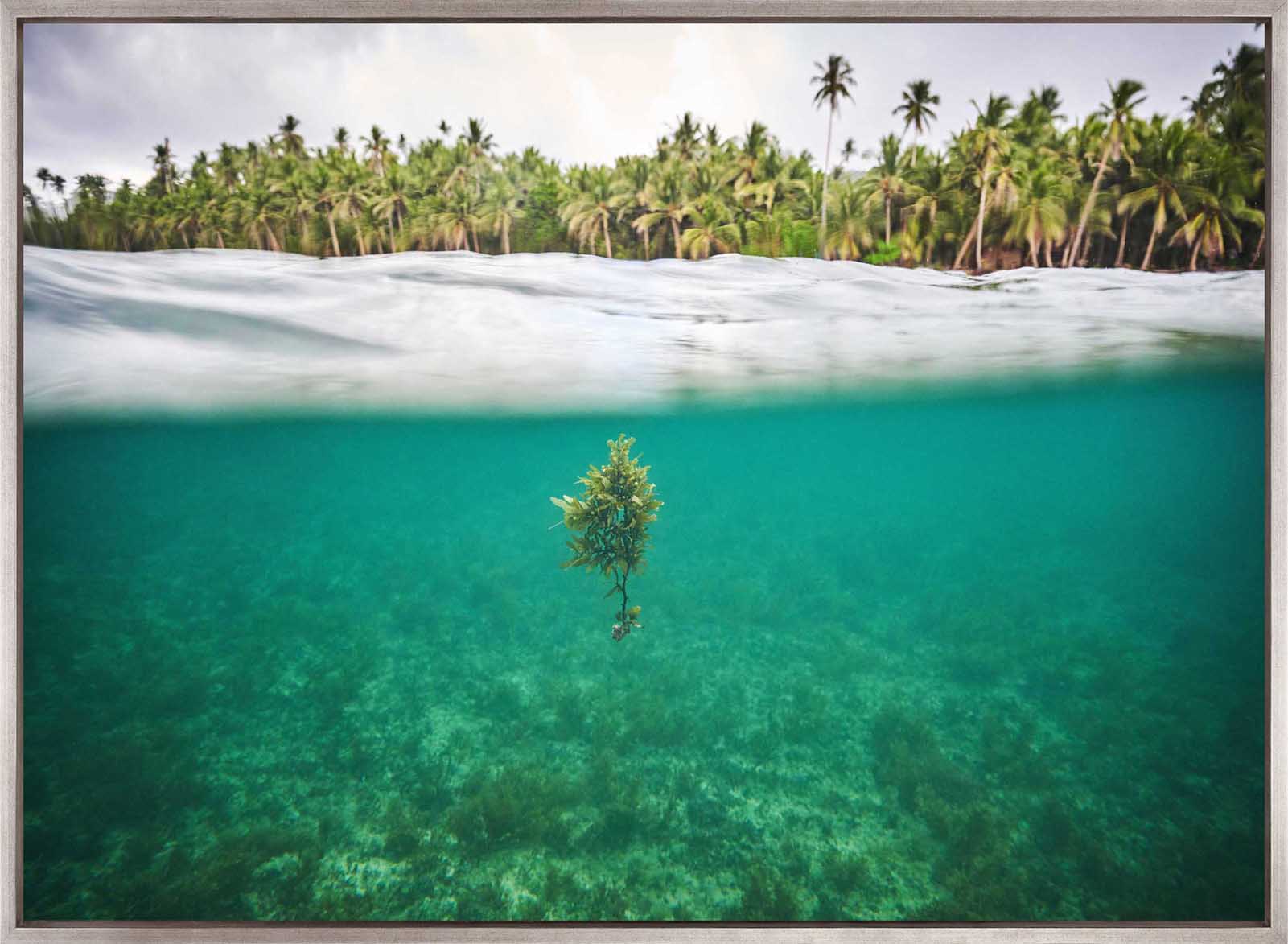 Trade Winds I (Canvas)
