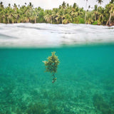 Trade Winds I X-Large (1000mm W x 1400mm H) / Clear Acrylic