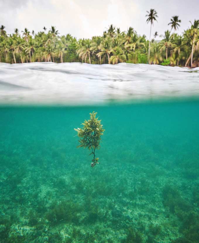 Trade Winds I