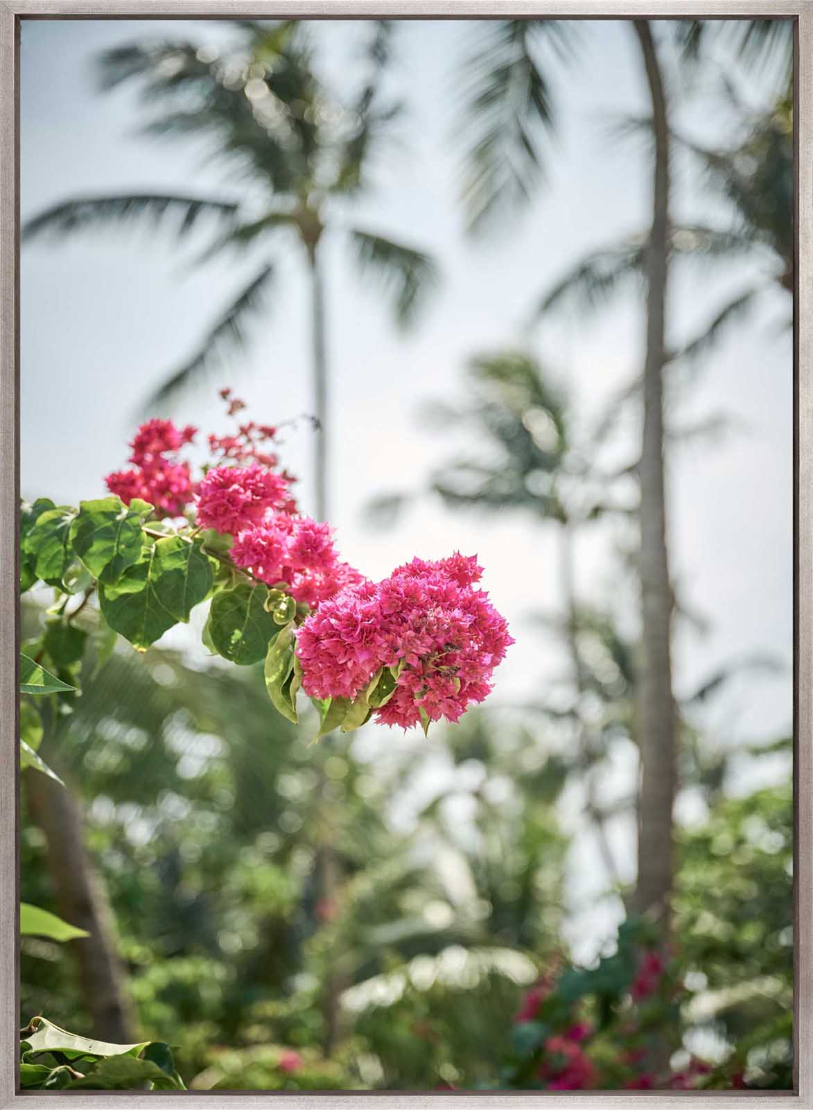 Trade Winds VI (Canvas)