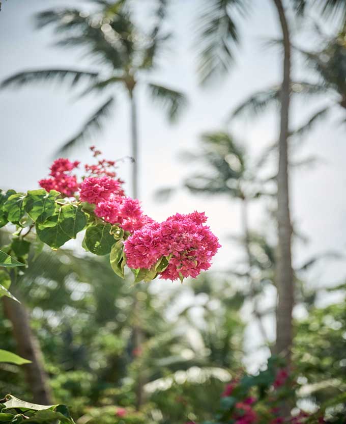Trade Winds VI