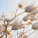 Tranquil Moments I Small (465mm W x 560mm H) / Standard Clear Glass