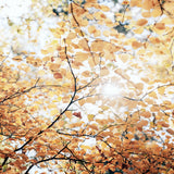 Tranquil Moments III Small (465mm W x 560mm H) / Standard Clear Glass