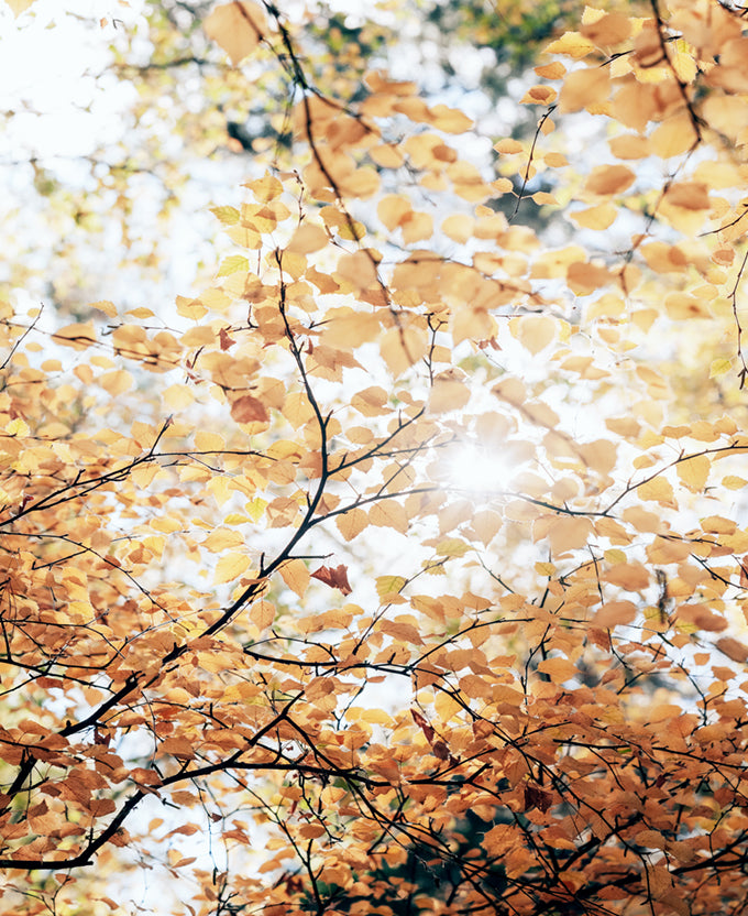 Tranquil Moments III