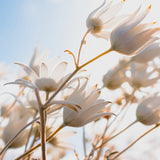 Tranquil Moments V Small (560mm W x 465mm H) / Standard Clear Glass