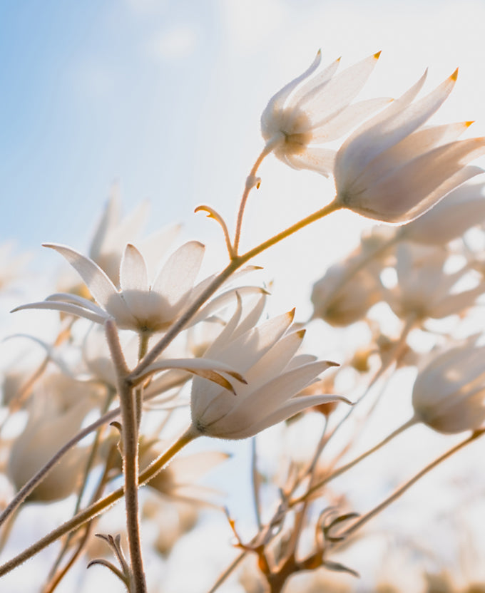 Tranquil Moments V