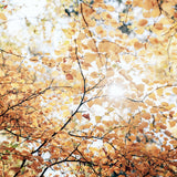 Tranquil Moments VII Small (560mm W x 465mm H) / Standard Clear Glass