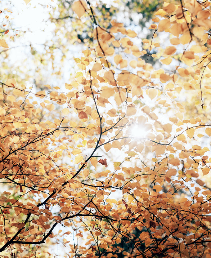 Tranquil Moments VII