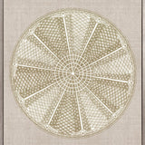Le Diatomee VI (Canvas)