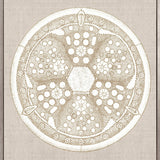 Le Diatomee VIII (Canvas)