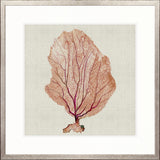 Delicate Coral I