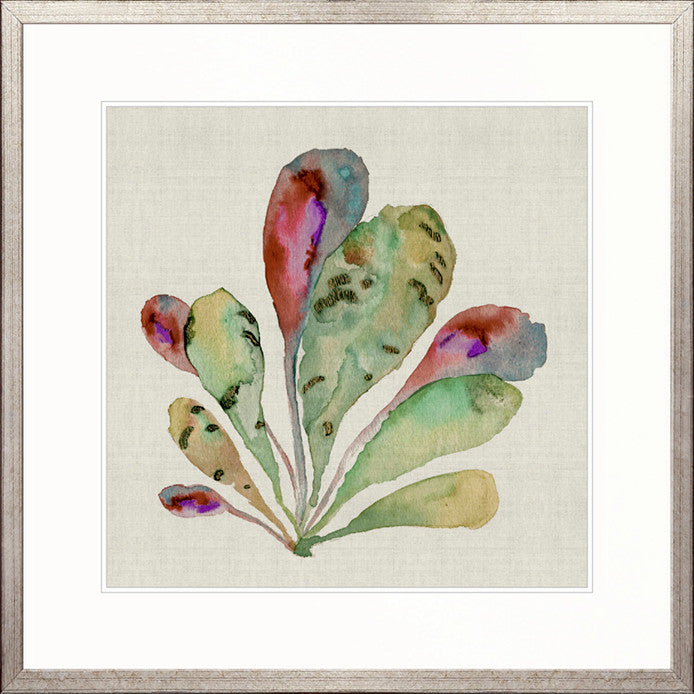 Delicate Coral V