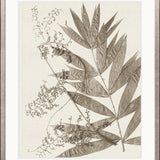 Delicate Frond XII (Taupe)