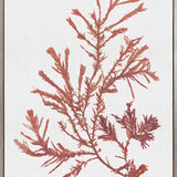 Seaweed Subject XII (Red) (Canvas)