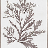 Seaweed Subject XIII (Taupe) (Canvas)