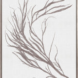 Seaweed Subject XV (Taupe) (Canvas)