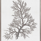 Seaweed Subject XVII (Taupe) (Canvas)