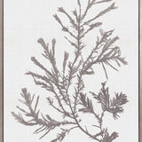 Seaweed Subject XVIII (Taupe) (Canvas)