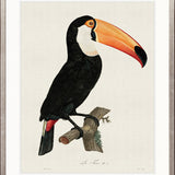 Forest Bird I