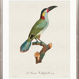 Forest Bird III
