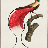 Forest Bird IV (Canvas)