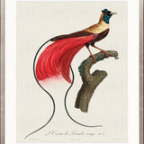 Forest Bird IV