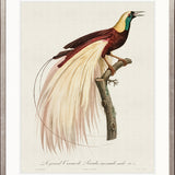 Forest Bird V