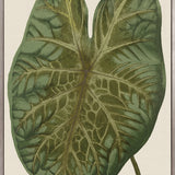 Viridi Foliage II (Canvas) Large (903mm W x 1109mm H)