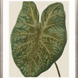 Viridi Foliage II Small (465mm W x 560mm H) / Standard Clear Glass