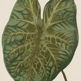 Viridi Foliage II Small (465mm W x 560mm H) / Standard Clear Glass