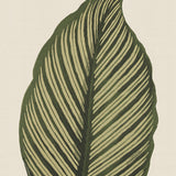 Viridi Foliage III (Canvas) Large (903mm W x 1109mm H)