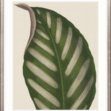 Viridi Foliage IV Small (465mm W x 560mm H) / Standard Clear Glass