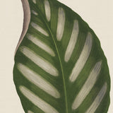 Viridi Foliage IV Small (465mm W x 560mm H) / Standard Clear Glass
