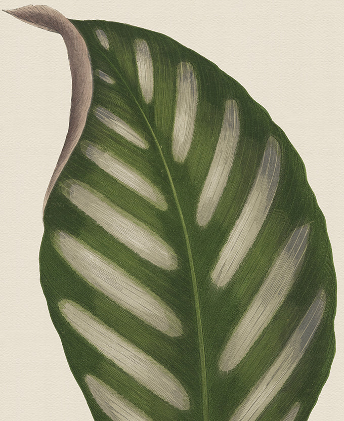 Viridi Foliage IV