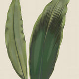 Viridi Foliage V Small (465mm W x 560mm H) / Standard Clear Glass