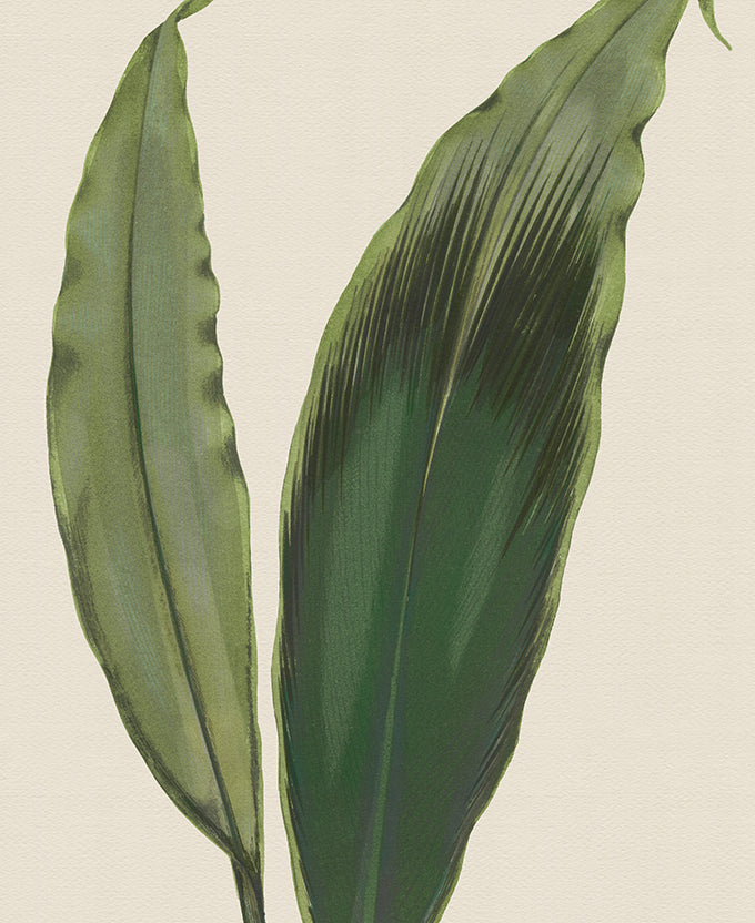 Viridi Foliage V