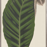 Viridi Foliage VI (Canvas) Large (903mm W x 1109mm H)