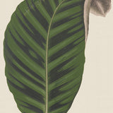 Viridi Foliage VI (Canvas) Large (903mm W x 1109mm H)