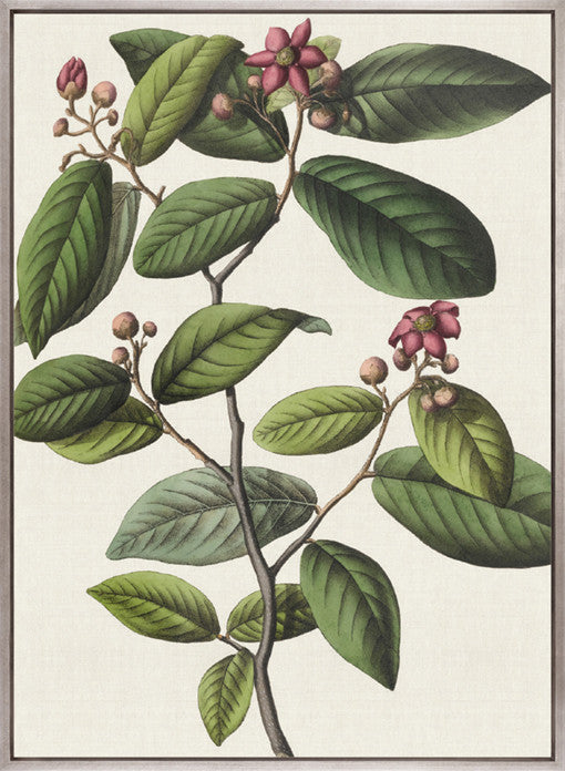 Botanical Specimen I (Canvas)