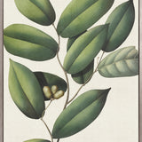 Botanical Specimen III (Canvas)
