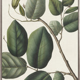 Botanical Specimen IV (Canvas)